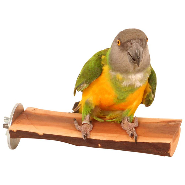 Zymal Store 4 pack set of Bird Perches Natural Wood and stone grinding Parrot Perch for Parakeet Cage Accessories for Parrots, Parakeets Cockatiels, Conures, Macaws, Love Birds, Finches Grinding Stick for Parrot Rough surfaced nail Beak Feet - Image 7