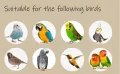Bird Wood Chew Toy,2-Pcs Parrot Hanging Wooden Blocks Cage Grinding Bead Toy for Budgies Parakeet Cockatiel Conure Lovebirds. - Image 6